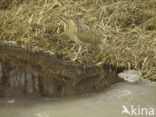 Bittern (Botaurus stellaris)