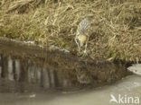 Bittern (Botaurus stellaris)