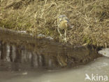 Bittern (Botaurus stellaris)