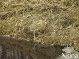 Bittern (Botaurus stellaris)