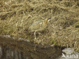 Bittern (Botaurus stellaris)