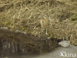 Bittern (Botaurus stellaris)