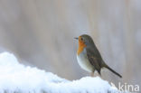 European Robin (Erithacus rubecula)