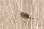 European Robin (Erithacus rubecula)