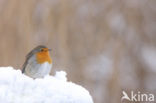 European Robin (Erithacus rubecula)