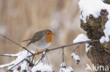 European Robin (Erithacus rubecula)