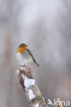 European Robin (Erithacus rubecula)