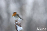 European Robin (Erithacus rubecula)