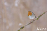 European Robin (Erithacus rubecula)