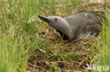 Red-throated Loon