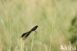 Red-collared widowbird (Euplectes ardens)