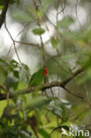 Roodmaskerdwergpapegaai (Agapornis pullarius)