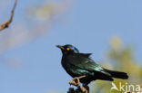 Red-shouldered Glossy-Starling (Lamprotornis nitens)