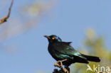 Roodschouderglansspreeuw (Lamprotornis nitens)