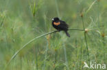 Fan-tailed Widowbird (Euplectes axillaris)