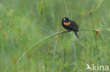 Fan-tailed Widowbird (Euplectes axillaris)