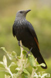 Red-winged Starling (Onychognathus morio)
