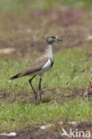 Rouwkievit (Vanellus lugubris)