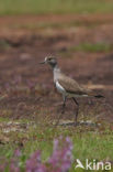 Rouwkievit (Vanellus lugubris)