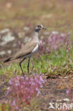 Rouwkievit (Vanellus lugubris)