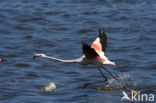 Roze flamingo (Phoenicopterus ruber)