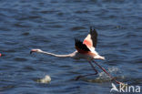 Greater Flamingo (Phoenicopterus ruber)