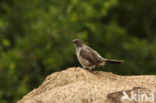 Sahelbabbelaar (Turdoides plebejus)