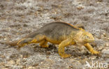 Santa-Fe landleguaan (Conolophus pallidus) 