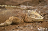 Santa-Fe landleguaan (Conolophus pallidus) 