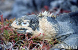 Santa-Fe landleguaan (Conolophus pallidus) 