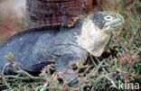 Santa-Fe landleguaan (Conolophus pallidus) 