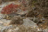 Santa Fe land Iguana