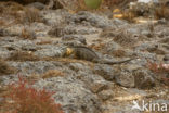 Santa-Fe landleguaan (Conolophus pallidus) 