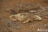 Santa-Fe landleguaan (Conolophus pallidus) 