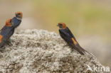 Savannezwaluw (Hirundo abyssinica)