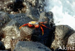 Scharlakenrode rotskrab (Grapsus grapsus)