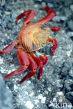 Scharlakenrode rotskrab (Grapsus grapsus)