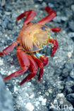 Sally lightfoot crab (Grapsus grapsus)