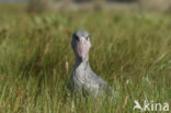 Schoenbekooievaar (Balaeniceps rex) 