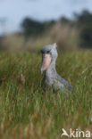 Schoenbekooievaar (Balaeniceps rex) 