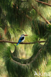 Woodland Kingfisher (Halcyon senegalensis)