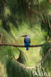 Senegalese Ijsvogel (Halcyon senegalensis)