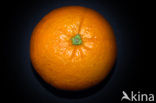 orange (Citrus sinensis)