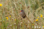 Common Waxbill (Estrilda astrild)