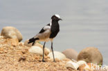 Blacksmith Lapwing (Vanellus armatus)