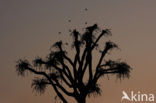 European Starling (Sturnus vulgaris)