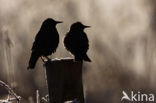 European Starling (Sturnus vulgaris)