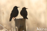 European Starling (Sturnus vulgaris)