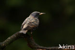 European Starling (Sturnus vulgaris)