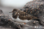 Steenloper (Arenaria interpres)